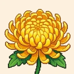 Minh họa từ vựng tiếng Trung 菊花